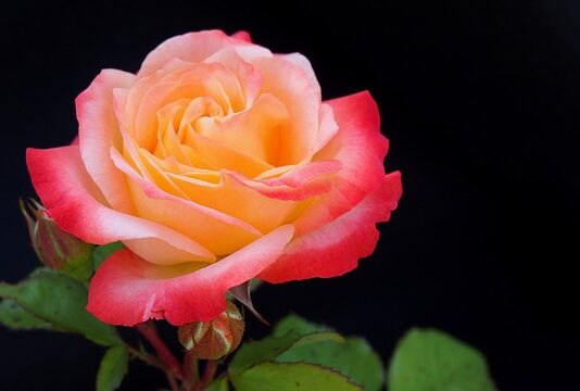 Czy kwiatek może być w samej Osłonce?