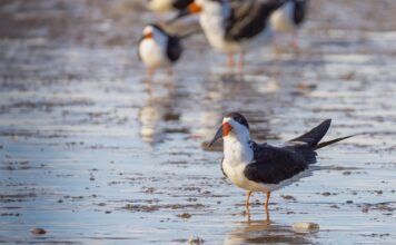 Jak prawidłowo podłączyć skimmer?