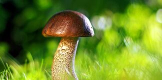 Dlaczego robi się grzyb przy oknie?