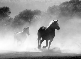 Czy konie mogą jeść opłatek? Czy konie mogą jeść opłatek?