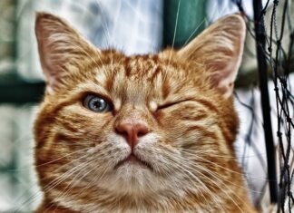 Co na brzeg oczka wodnego?