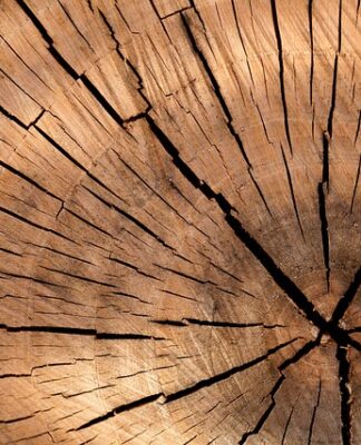 Ile trwa faza wzrostu marihuany?