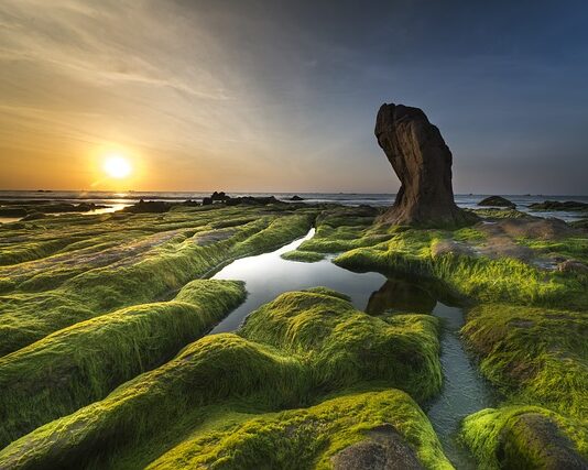 Jakiego światła nie lubią glony?