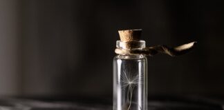 Jak doświetlać sadzonki papryki?