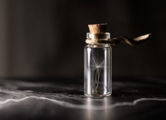 Jak doświetlać sadzonki papryki? Jak doświetlać sadzonki papryki?