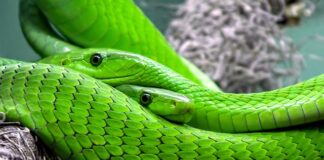 Jaką grubość węża do karchera?