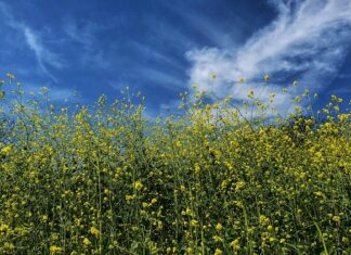 Czy musztarda uszczelni chłodnicę? Czy musztarda uszczelni chłodnicę?