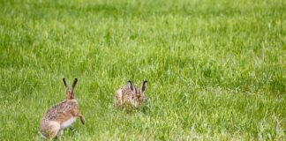 Jak dobrać lampę UV do akwarium?