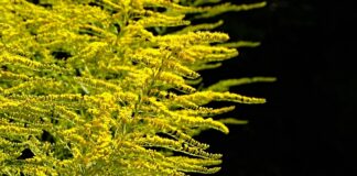 Kiedy sadzić rośliny w oczku wodnym?