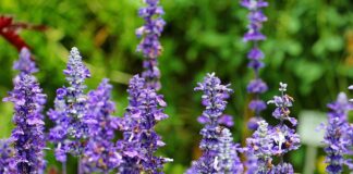 Czy olejki eteryczne są bezpieczne?