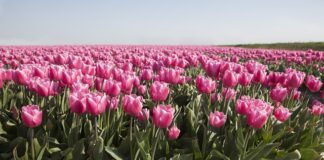 Jaka moc żarówek do ogrodu?