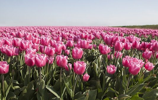 Jaka moc żarówek do ogrodu? Jaka moc żarówek do ogrodu?