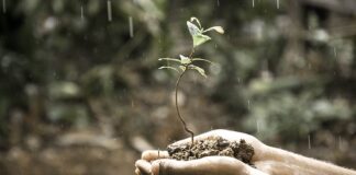 Jaki wpływ ma światło na rozwój roślin?