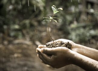 Jaki wpływ ma światło na rozwój roślin?