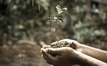 Jaki wpływ ma światło na rozwój roślin? Jaki wpływ ma światło na rozwój roślin?