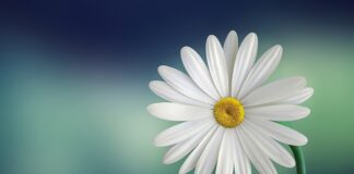 Co oznacza biały obrus?