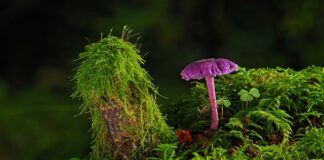 Czym usunąć starą farbę?