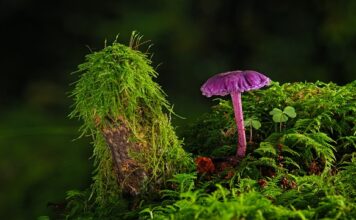 Czym usunąć starą farbę? Czym usunąć starą farbę?