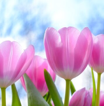 Po co jest tulipan do obiektywu? Po co jest tulipan do obiektywu?