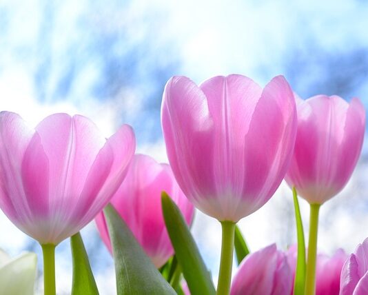 Po co jest tulipan do obiektywu?