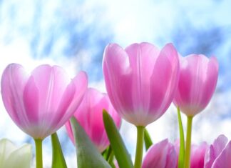Do czego służy tulipan? Do czego służy tulipan?