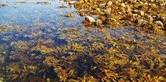 Jak zapobiegać glonom w oczku wodnym?