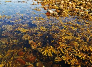 Jak zapobiegać glonom w oczku wodnym?