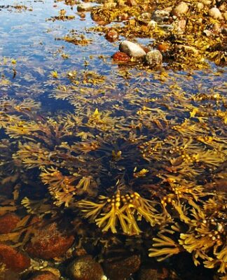 Jak zapobiegać glonom w oczku wodnym? Jak zapobiegać glonom w oczku wodnym?