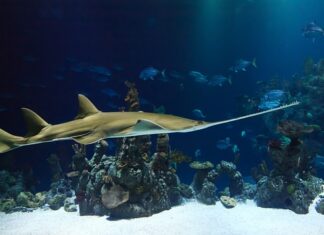 Dlaczego piła spalinowa gaśnie?