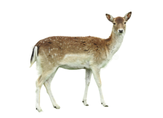 Ile metrów lampek na dom?