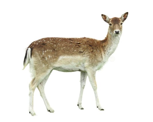 Ile metrów lampek na dom?