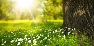 Jaki kwiat nie lubi światła?