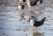 Jak czyścić skimmer?