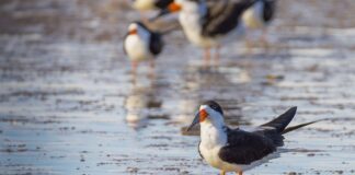 Jak czyścić skimmer?