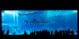 Jaka taśma LED do akwarium?