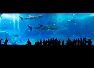 Jaka taśma LED do akwarium? Jaka taśma LED do akwarium?