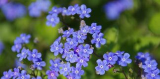 Do czego służy niebieskie światło w akwarium?