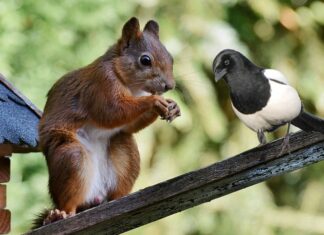 Jaka osełka do kosy?