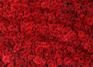 Czym się różni żarówka ledowa od żarówki energooszczędnej? Czym się różni żarówka ledowa od żarówki energooszczędnej?