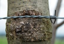 Jak naostrzyć łańcuch pełne dłuto?