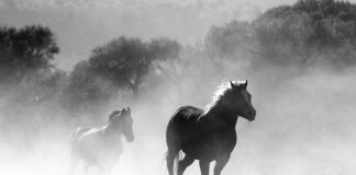 Jak długo palić lampę UV w akwarium?