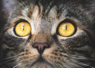 Jak obliczyć stężenie cieczy roboczej? Jak obliczyć stężenie cieczy roboczej?