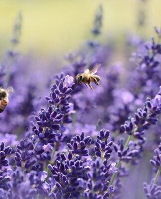 Czy zapach lawendy pomaga w zasypianiu? Czy zapach lawendy pomaga w zasypianiu?