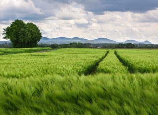 Czego nie lubią kolana?