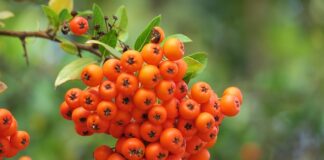 Jak dusić mięso bez smażenia?