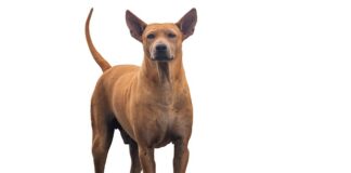 Czym izolować rury PP?