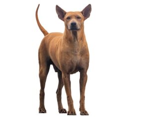 Czym izolować rury PP?