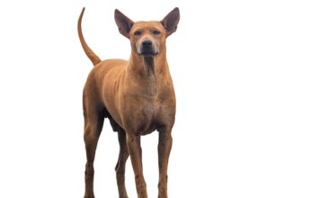 Czym izolować rury PP? Czym izolować rury PP?