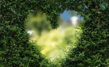 Jakie rośliny do małego oczka wodnego?