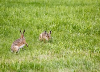 Kiedy włączyć lampę UV w oczku wodnym?